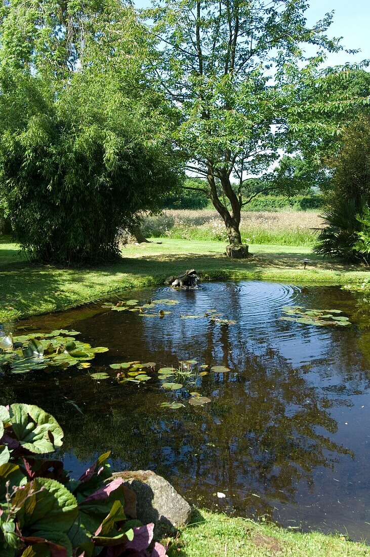 Teich im Garten