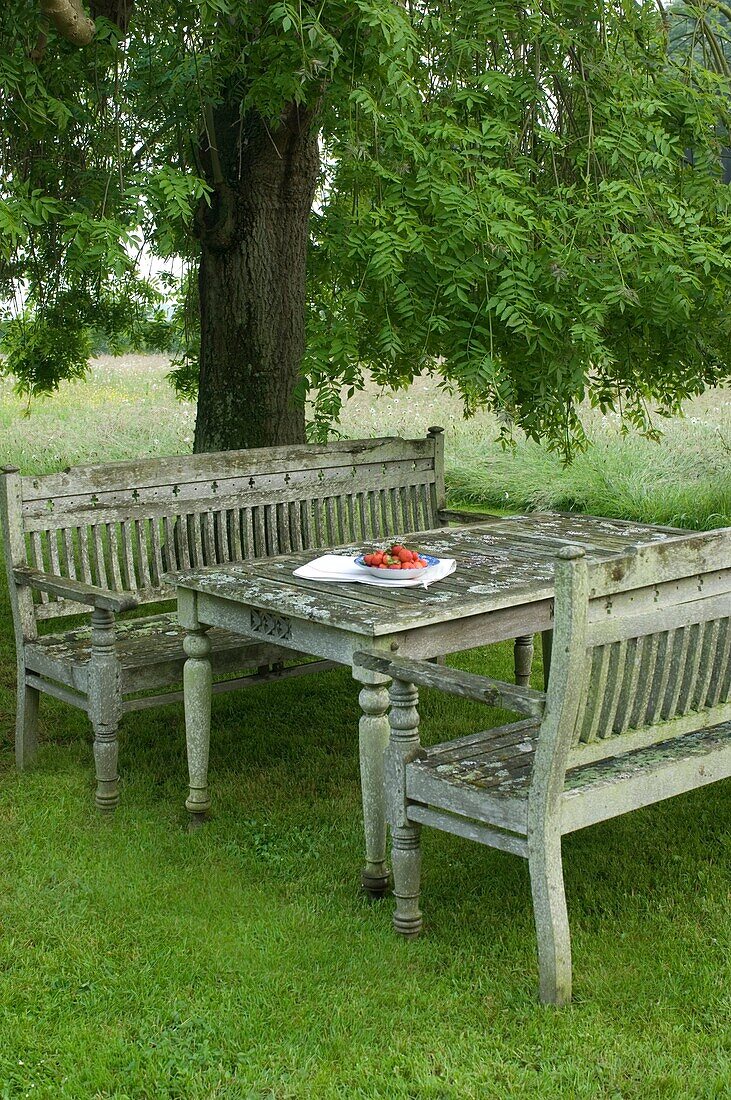 Bänke und Tisch unter dem Baum im Garten