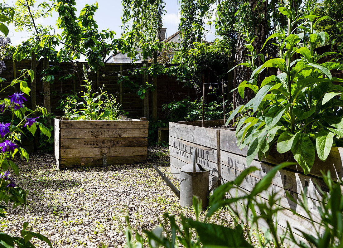 Gemüsegarten mit Hochbeeten aus geretteten Apfelkisten in Colchester Essex UK