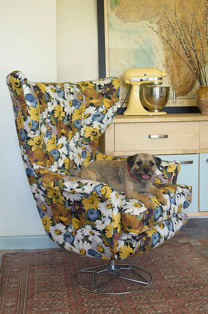 Hund sitzt auf einem mit altem Stoff gepolsterten Stuhl in einem Haus in Suffolk, England, UK