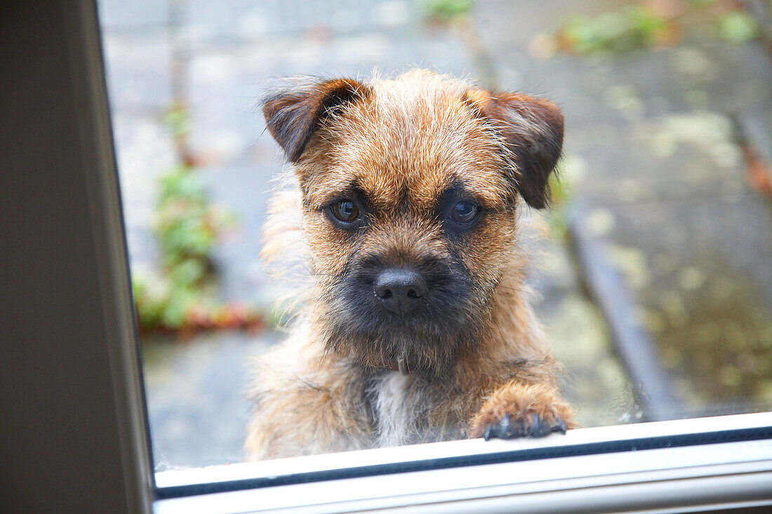 Hund bettelt am Fenster eines Bauernhauses in Gloucestershire, England, UK