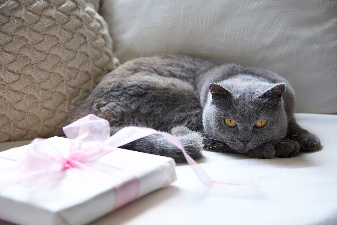 Katze auf einem Sofa liegend