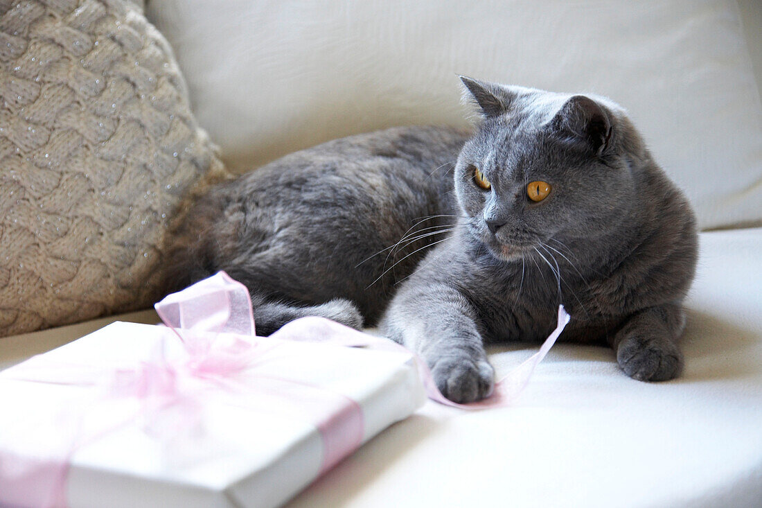 Cat lying on a sofa