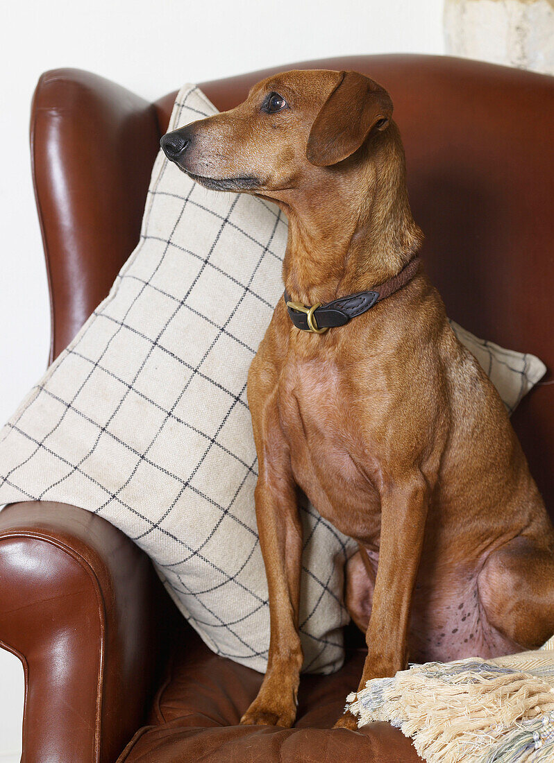 Hund sitzt auf braunem Ledersessel mit Kissen in einem Bauernhaus in Gloucestershire England UK