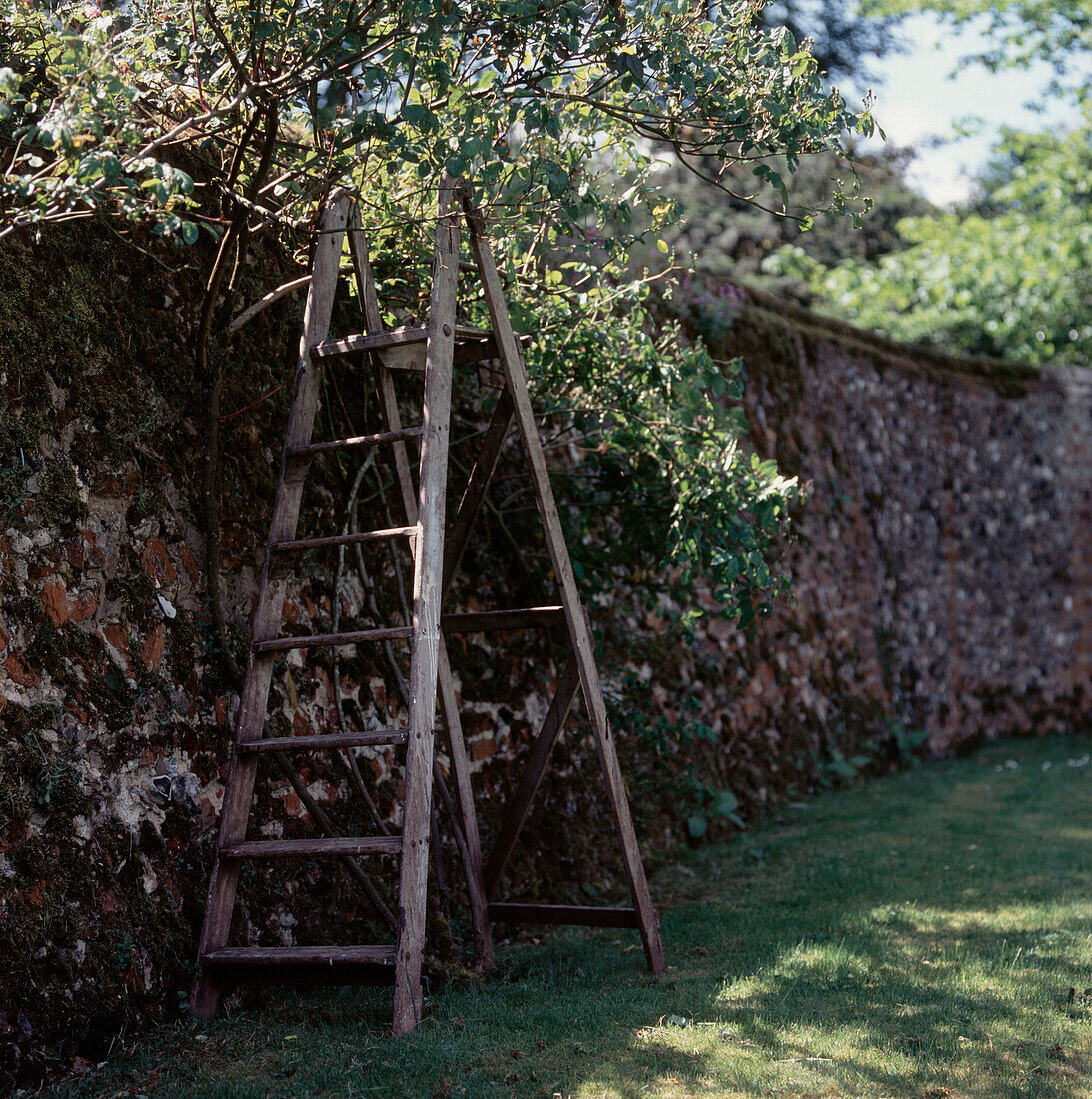 Old walled garden with ladder 