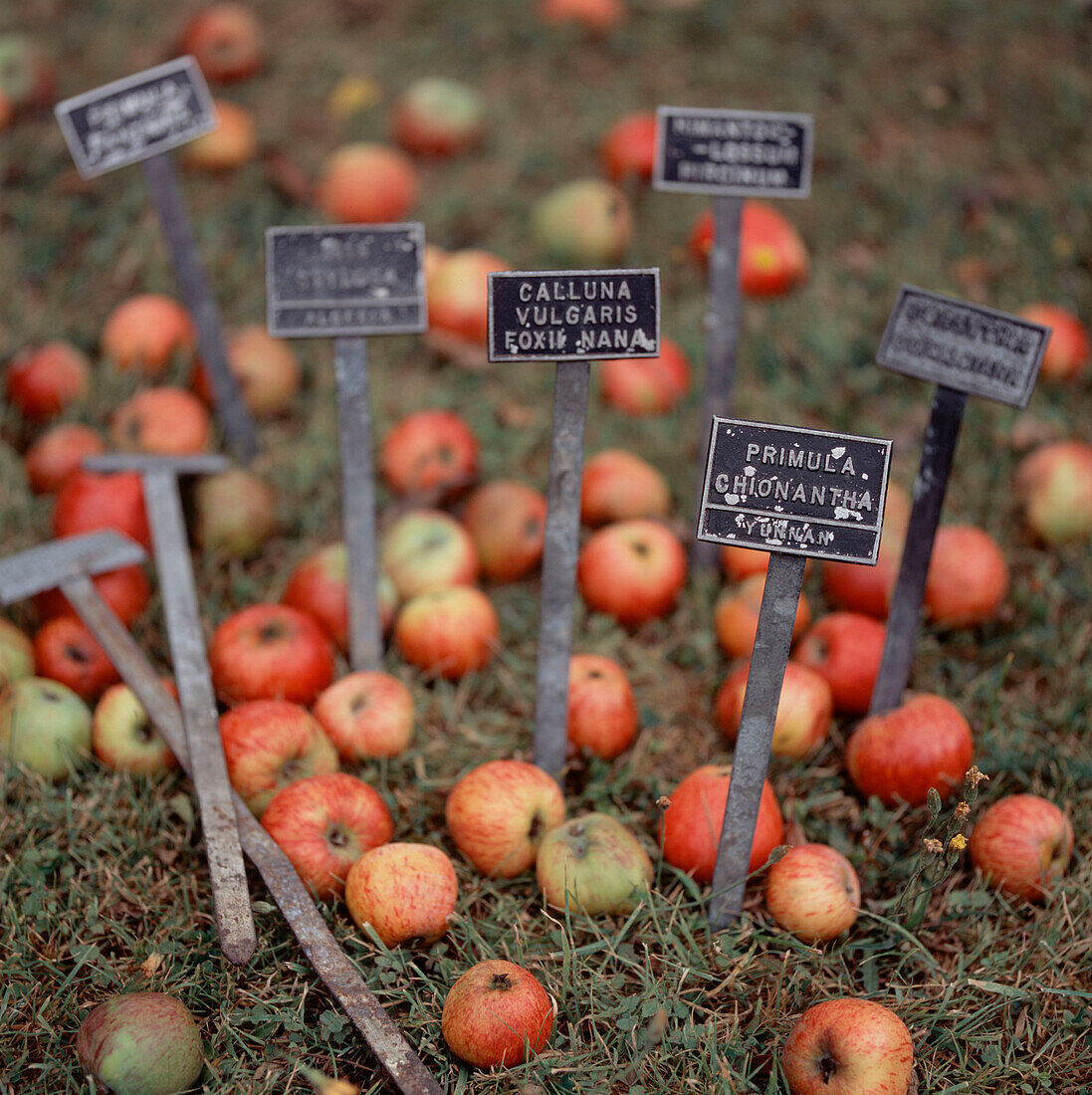 Group of fallen ripe apples on the grass with brand labels next to them in an orchard