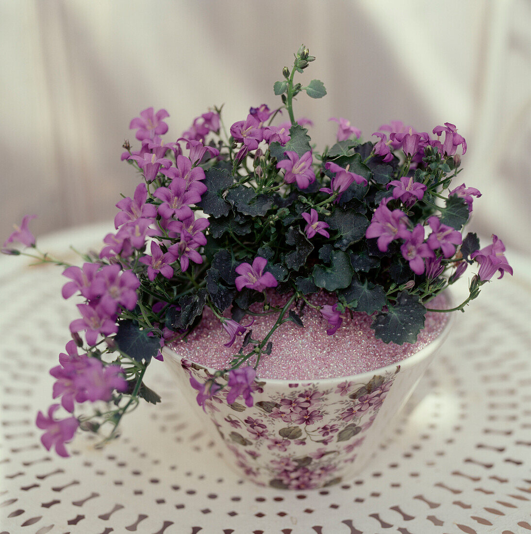 Violett blühende Topfpflanze in einer Vase auf einem weiß lackierten Metall-Gartentisch