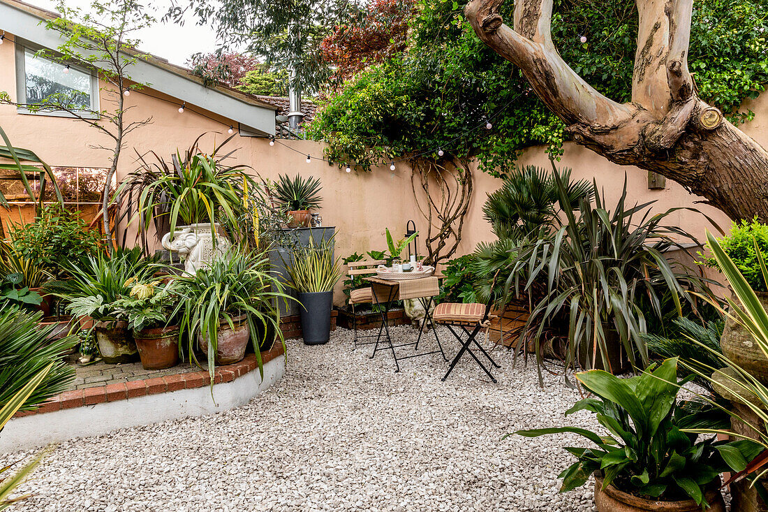 Subtropical plants with raised terrace in walled Devon courtyard