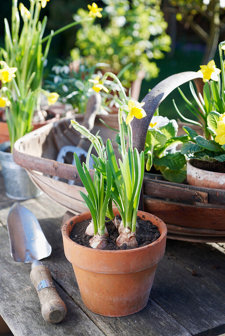 Gardening trowel and daffodils with terracotta pot in UK garden