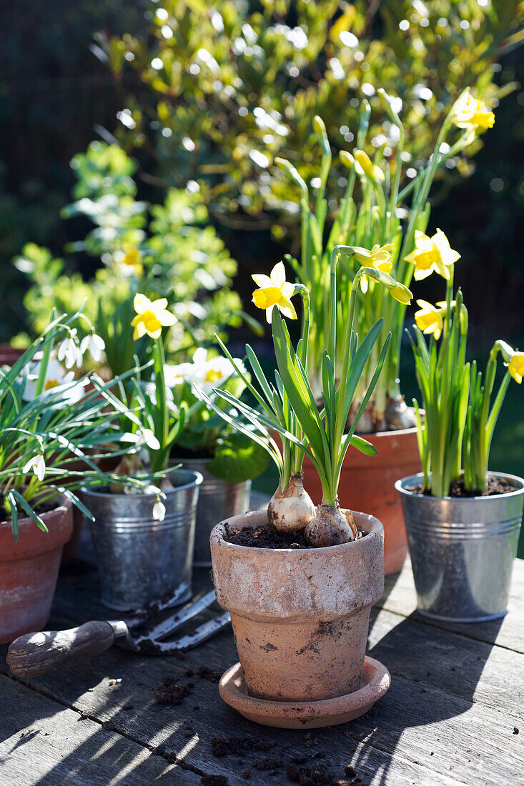 Daffodils in spring sunlight of back garden, UK home