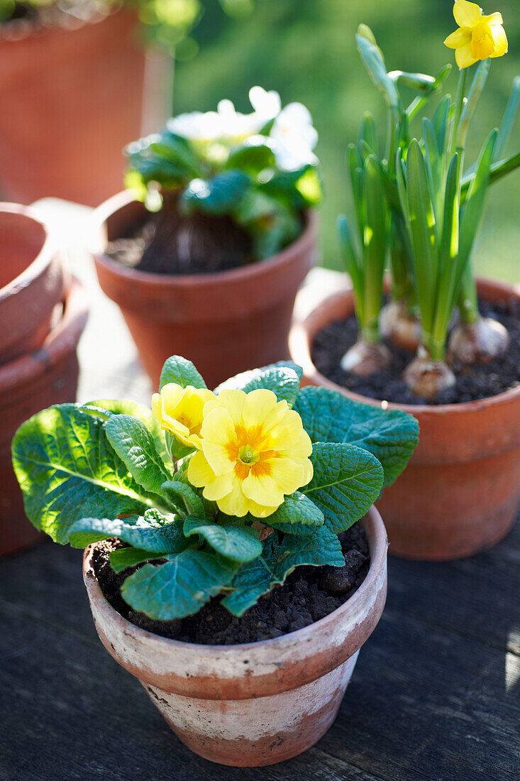 Schlüsselblume (Primula vulgaris) und Narzisse auf Tischplatte im Garten, UK