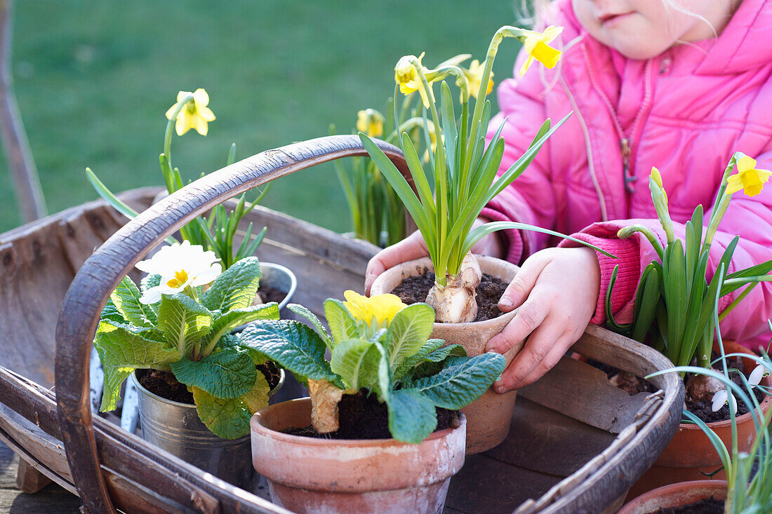 Young girl positions terracotta flowerpots in gardening trug in UK garden