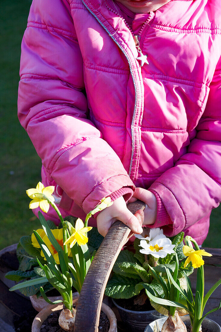 Young girl holds trug of primrose and narcissus in spring sunlight, UK