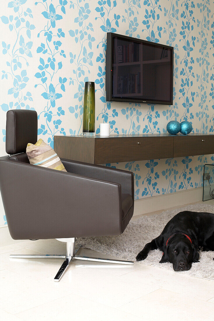 Dog lies on carpet beside chair in living room with plasma screen mounted on floral wallpaper