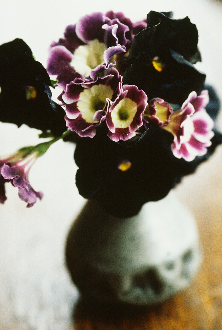 Blumenstrauß aus Aurikeln und schwarzen Stiefmütterchen in einer Vase
