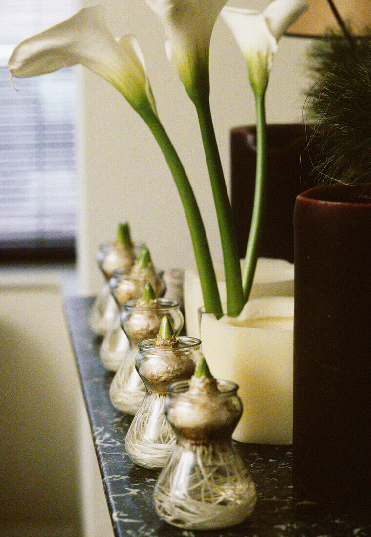 Marble topped antique cupboard with ornate table lamps and rows of hyacinths bulbs and Arum lilies