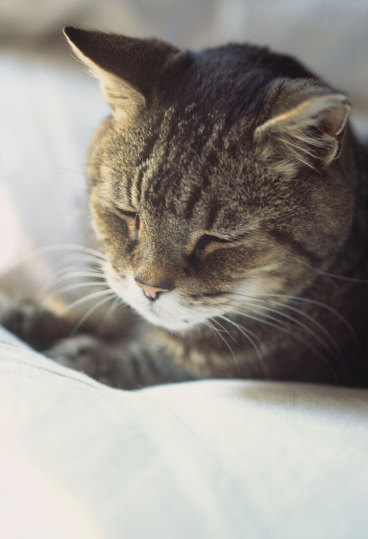 Eine getigerte Katze schläft auf einem Bett