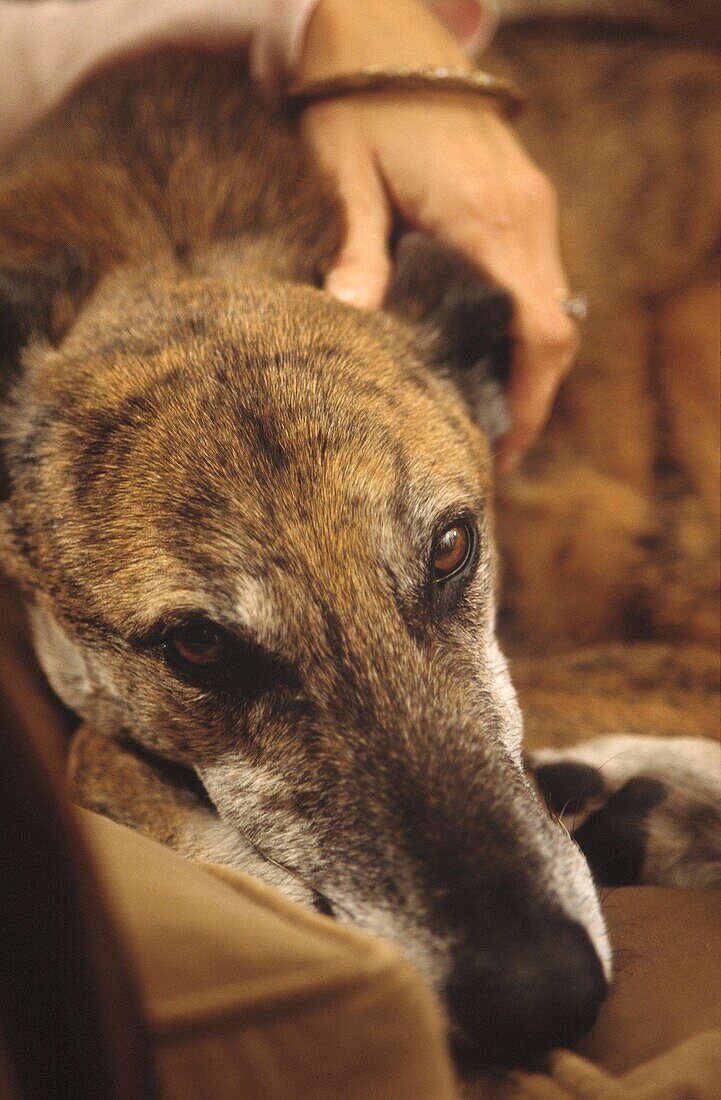 Portrait of a lurcher