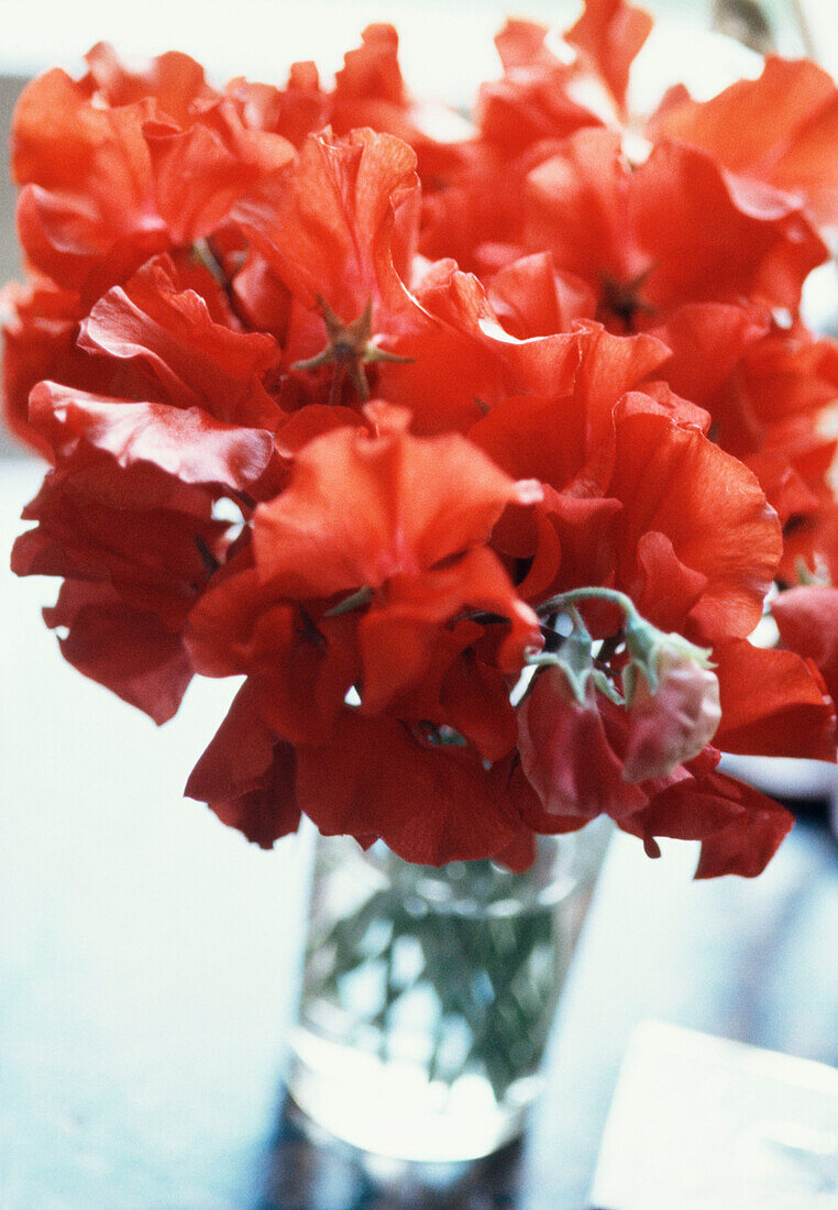 Glass full of bright red sweet peas