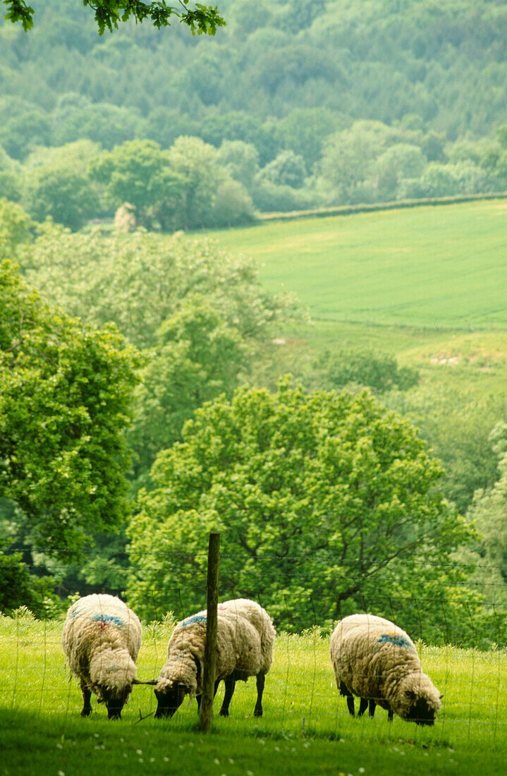 The Sussex countryside in the Spring with sheep grazing on gently sloping fields