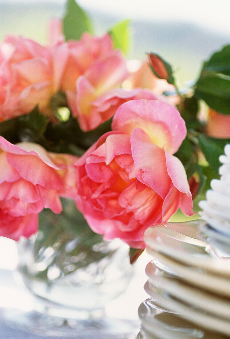 Rosa Rosen auf einem Gartentisch mit einem Stapel von Tellern