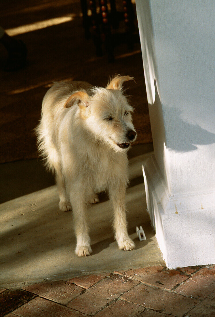 Young dog standing on terrace