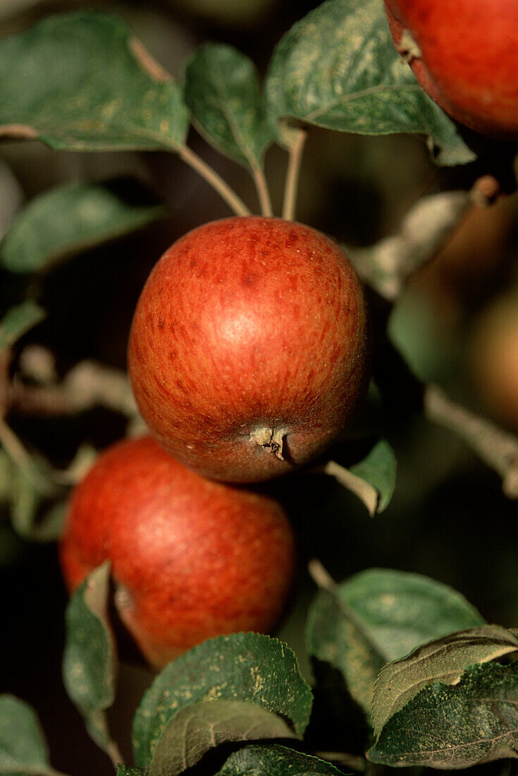 Äpfel auf Obstbäumen in einem Obstgarten, die reif zum Pflücken sind