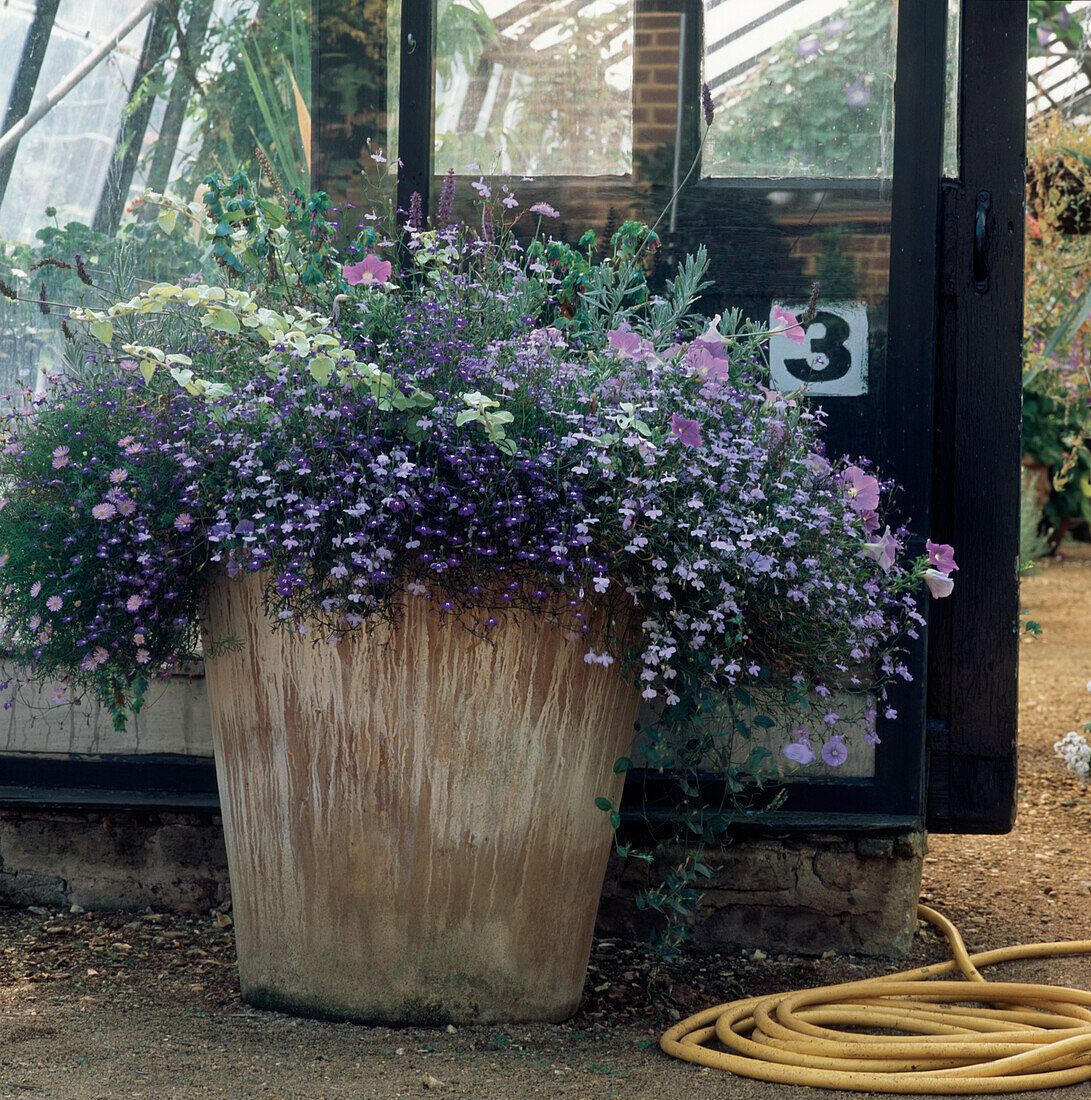 Plant pot full of flowering annual purple plants outside a greenhouse