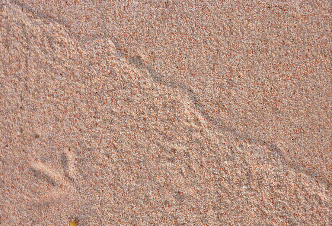 Rosa Strandsand mit einem Vogel-Fußabdruck