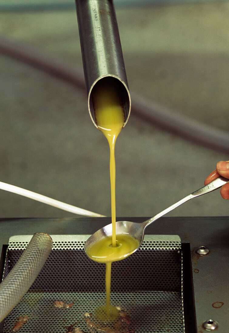 Cold Pressing Olives for Olive Oil Tuscany Italy