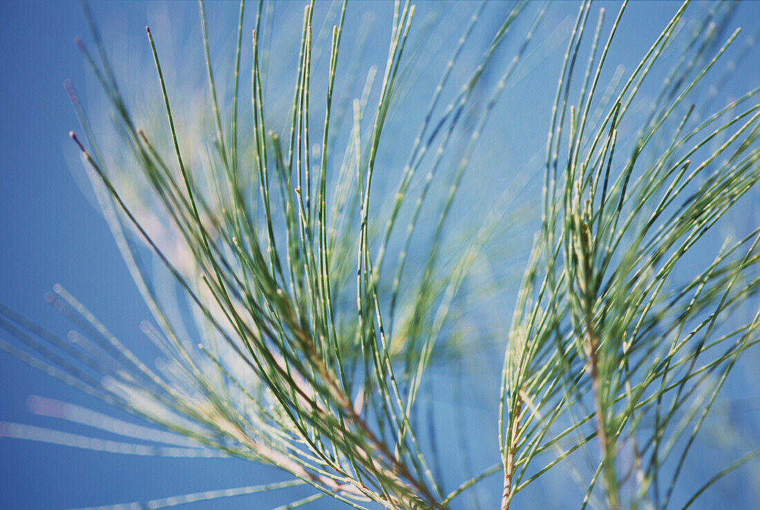 Caribbean Pine tree detail against a clear blue Caribbean sky Pinus caribaea