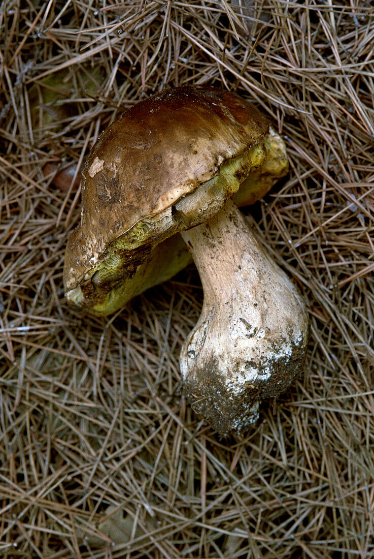 Penny bun fungi (Boletaceae)