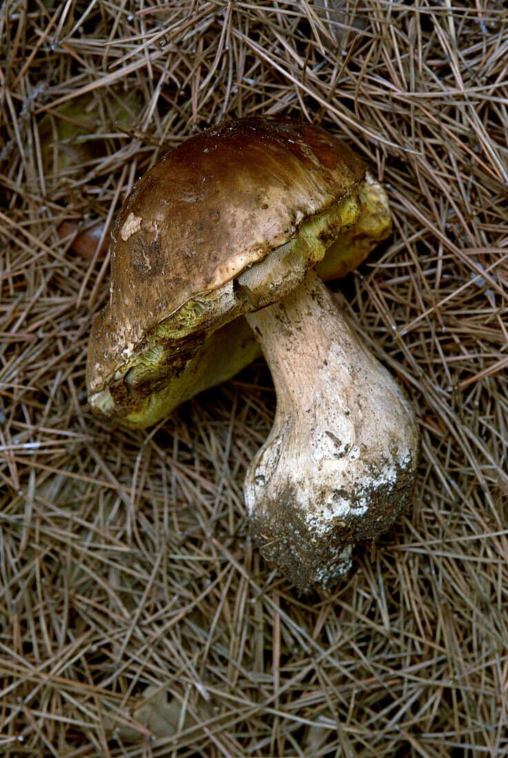 Pfennigkrautpilze (Boletaceae)