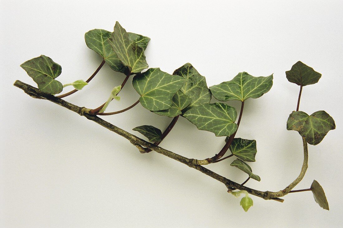 A branch of ivy (Hedera helix)