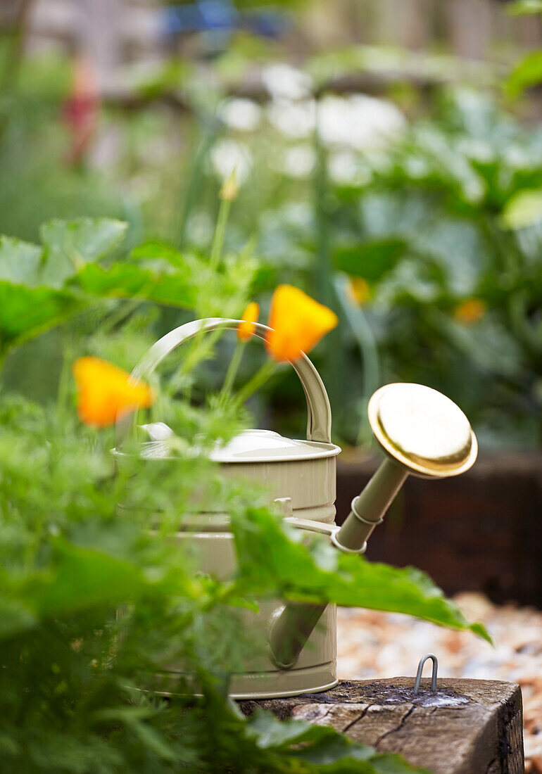 Metallgießkanne auf Hochbeet im Garten von Rye, East Sussex, England, UK