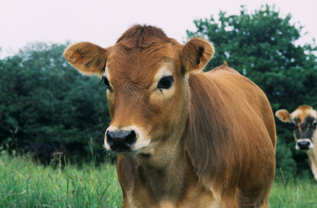 Close up of a young Jersey calf