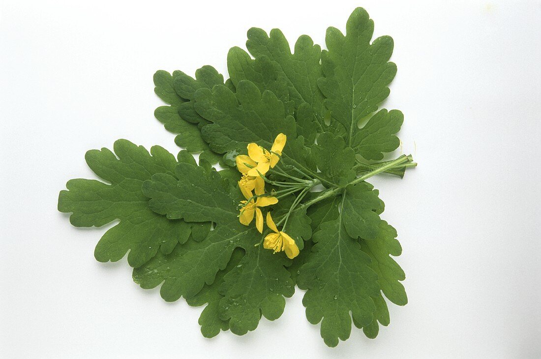 Greater celandine leaves and flowers