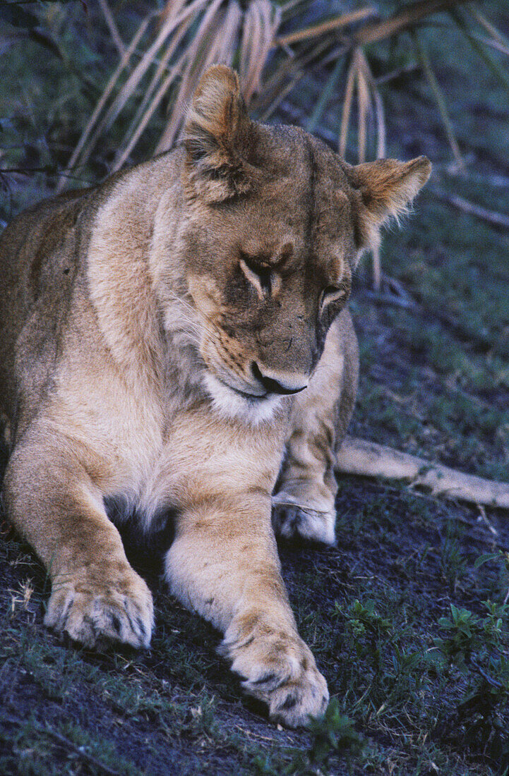 Löwin im Tswalu Kalahari Wildreservat