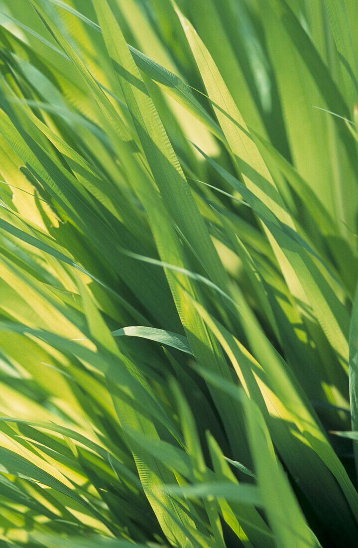 Dappled sunlight through grasses at Hanbury Gardens near Ventimiglia, Italy