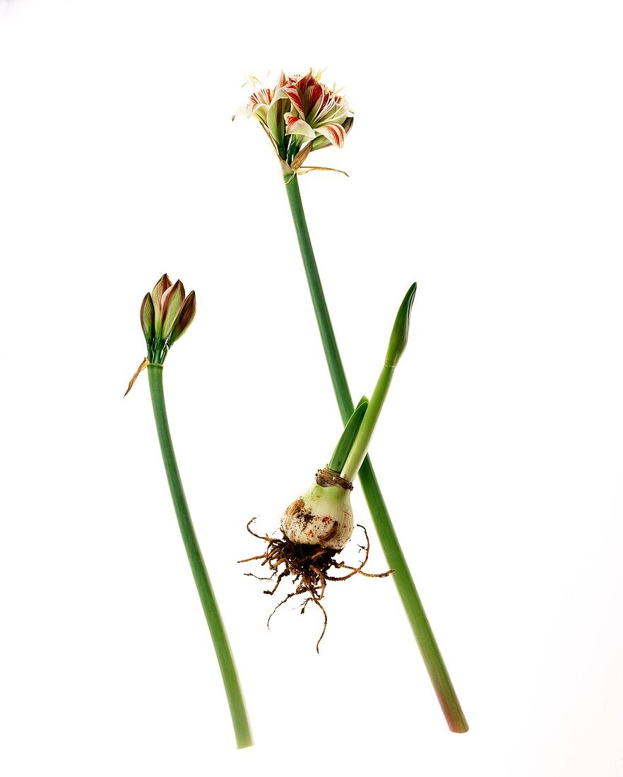 Still life with Amaryllis