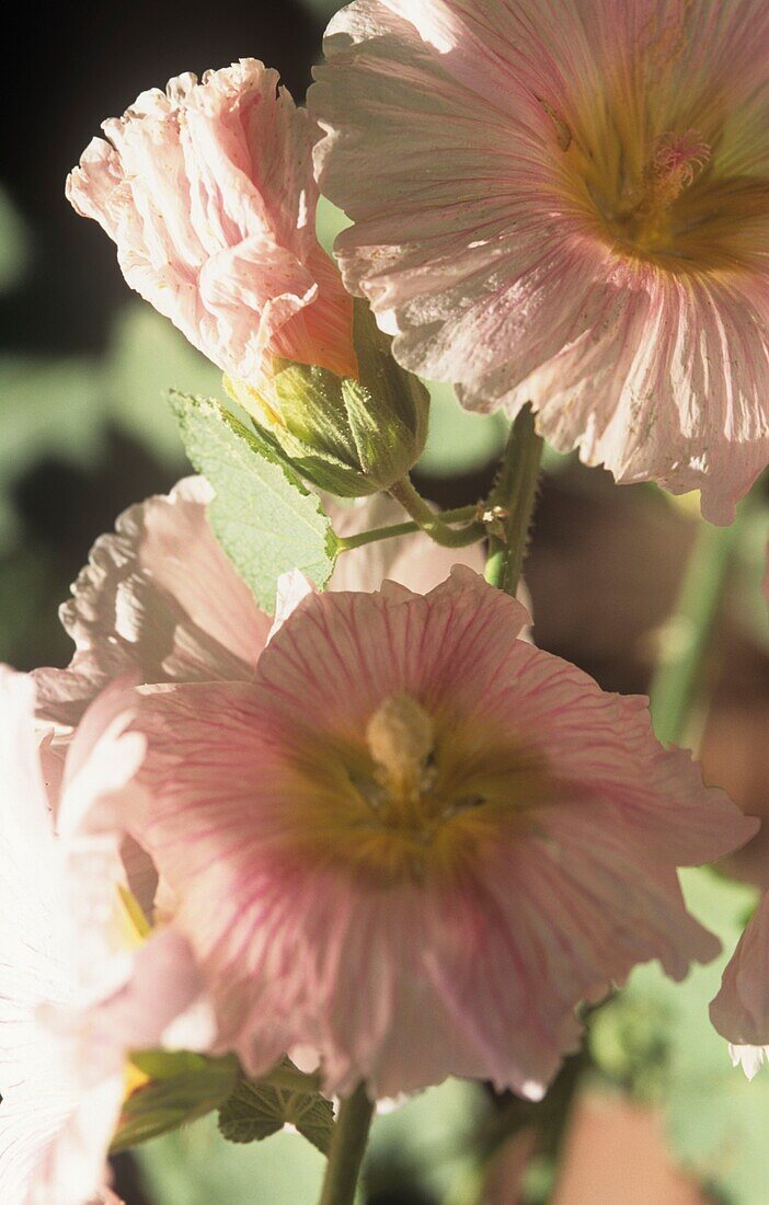 Close up of mallow flower head