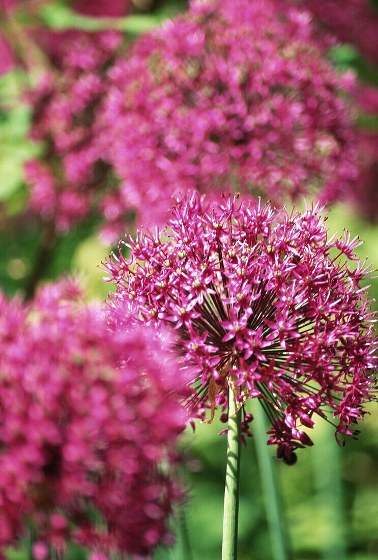 Magentafarbene Blumenköpfe