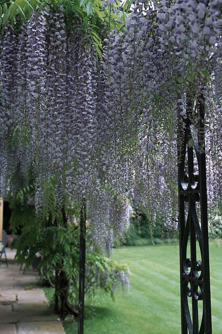 Hängende lila Wisteria-Blüten im Garten