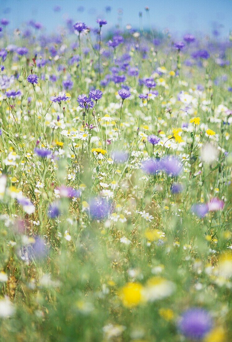 Flowers in meadow