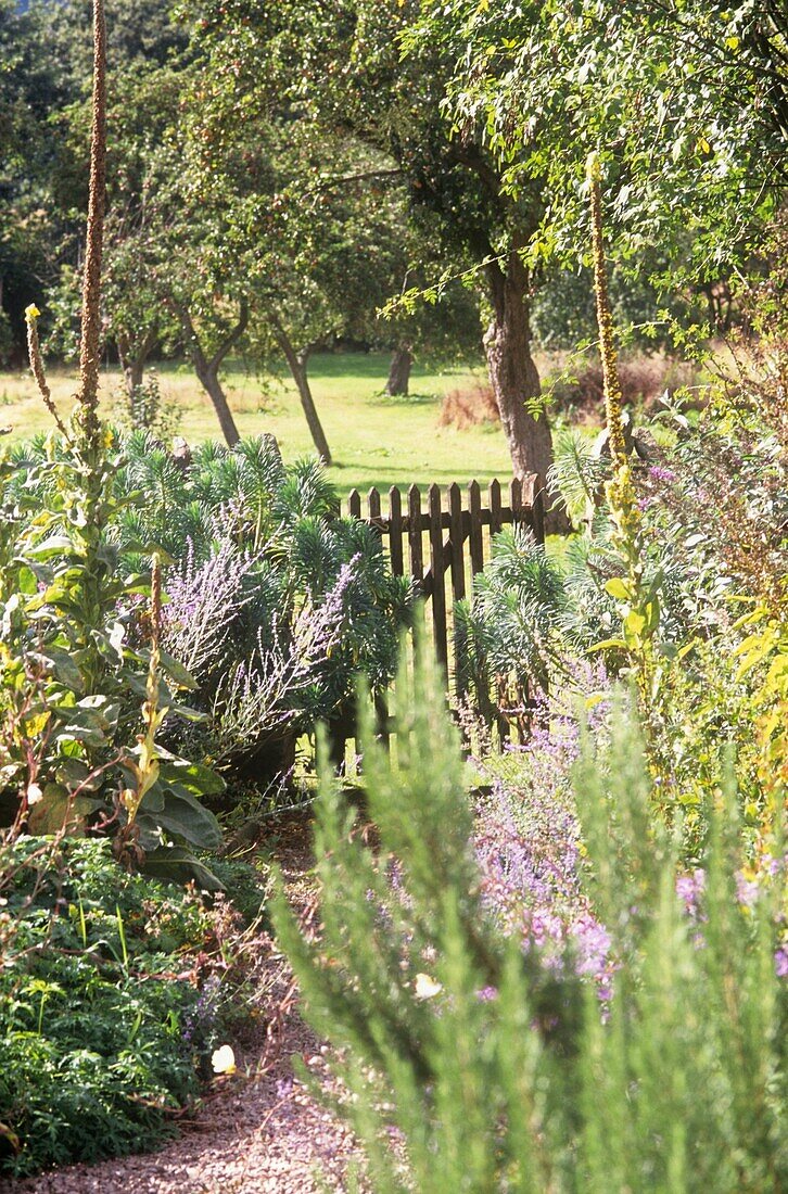 Pflanzen und Blumen in einem Obstgarten