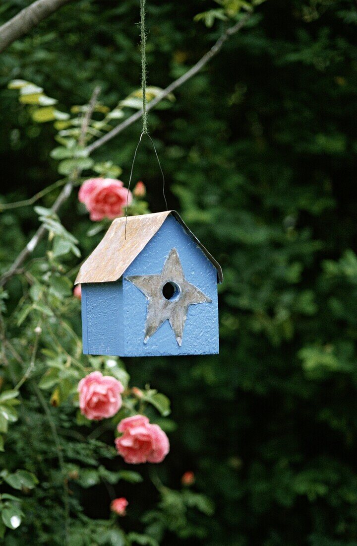 Vogelhäuschen auf einem Ast mit Rosen dahinter