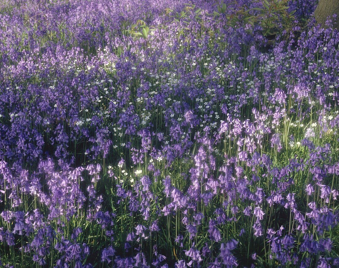 Wiese voller Bluebells