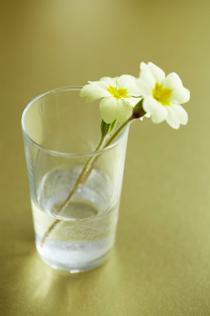 Primroses in a glass on a gold tabletop