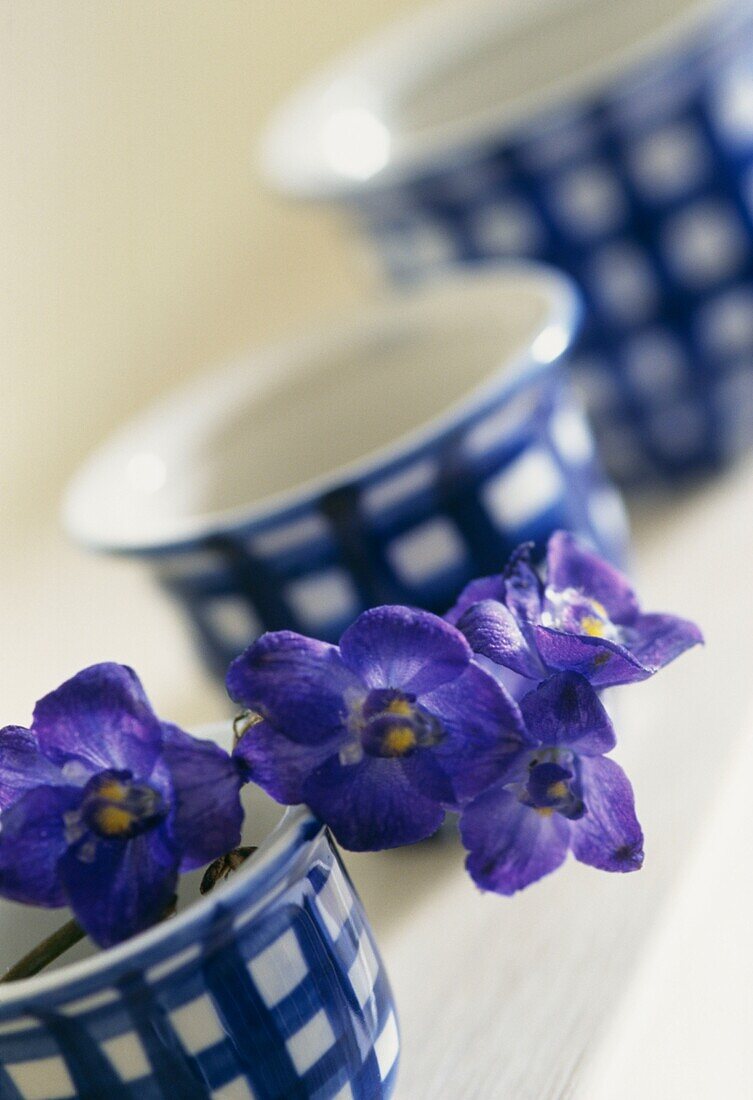 Single stem of cut flowers in checked blue and white china