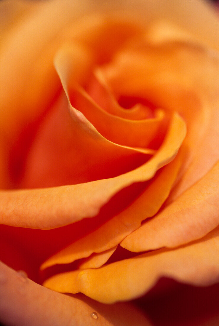 Close up of orange rose